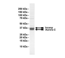 Eurofins DiscoverX Aurora C Protein, Active 10 &mu;g | Buy Online | Eurofins DiscoverX | Fisher Scientific
